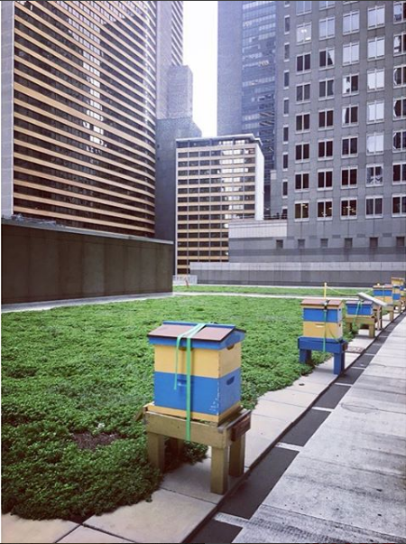  Nueva colmena en la azotea de New York Hilton Midtown alberga actualmente 450.000 abejas. Instagram de Bree Shirvell 