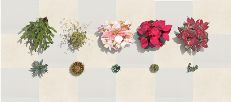 Plantas humanizadas de las especies nuevas en el software VisualPLAN