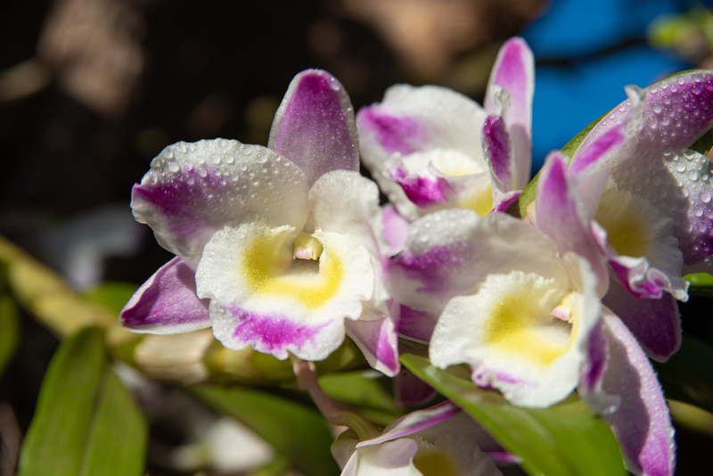 Orquídeas (familia Orchidaceae)