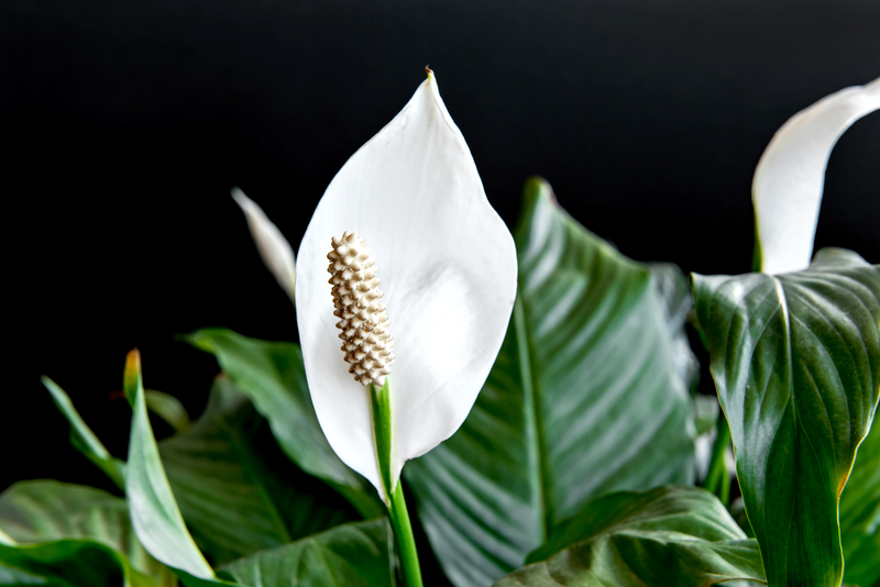Lirio de la paz (Spathiphyllum wallisii)