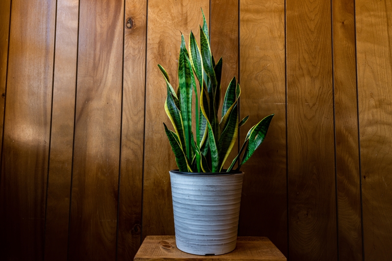 Espada de San Jorge (Sansevieria trifasciata)