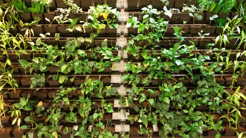 Jardín comestible