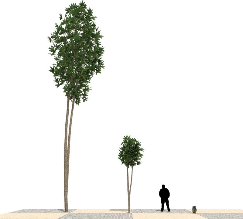 Imagen renderizada en VisualPLAN.