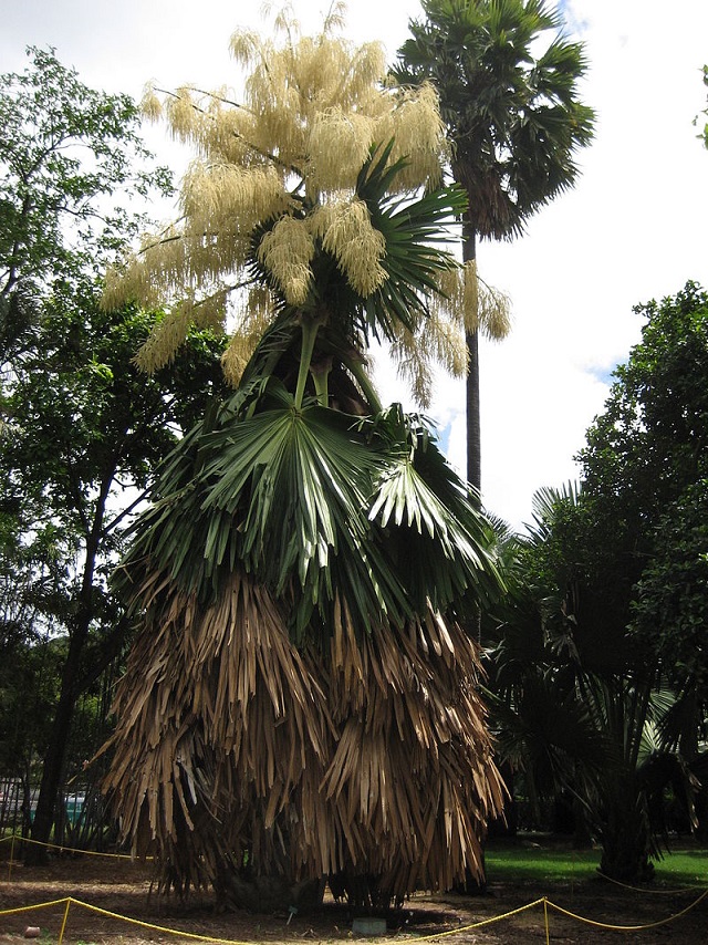 Planta una palmera para tu nieto