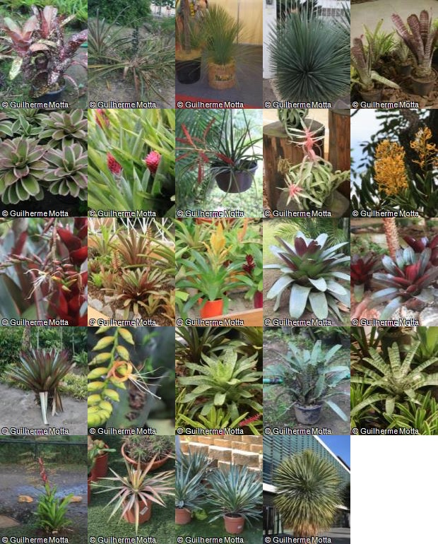 Publicamos 24 Plantas para Descargar en AuE Network, Bromelias, Dasilias, Yucas