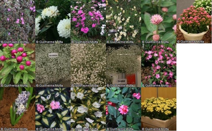 AuE Network: Colección de hierbas florecientes - mayo/2020