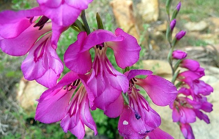 Gladiolus Murielae