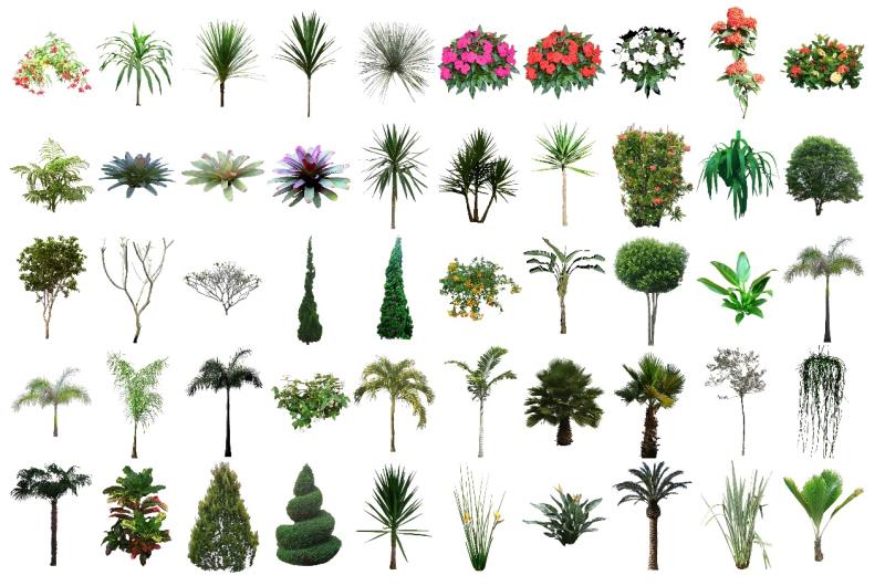 Tercera colección de mapas de plantas del arquitecto paisajista Maurício Escobar