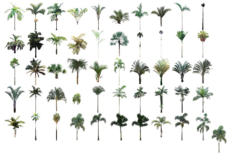 Colección de mapas de palmeras simétricas en PhotoLAND 1 de 2