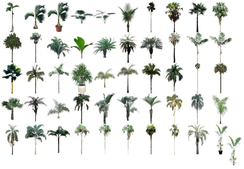 51 mapas de 35 especies de palmeras en el PhotoLAND