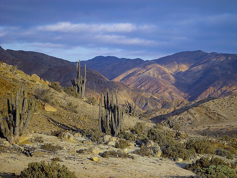 Conozca el Parque nacional Pan de Azúcar en Chile
