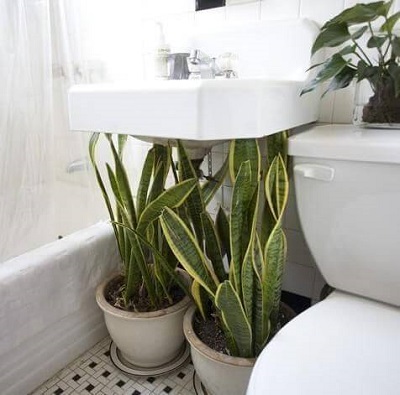 Diseño Biofílico: Plantas en baños