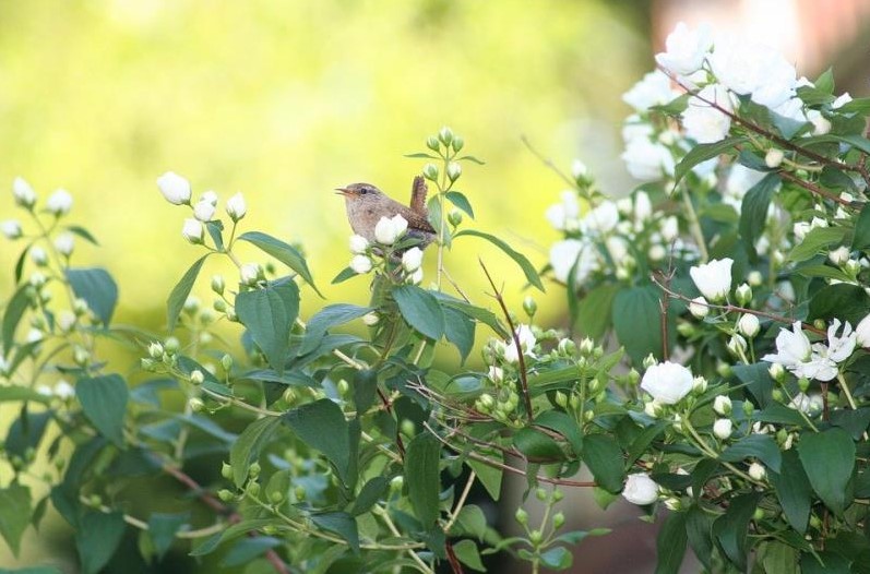 Pajaros: Cómo atraer pájaros a su jardín