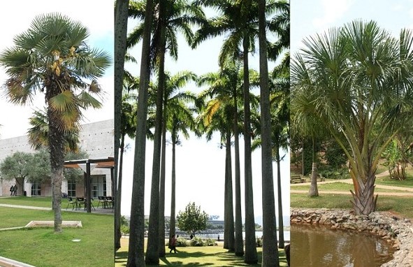 Morfología de las arecaceae: aspectos de la familia de las palmeras