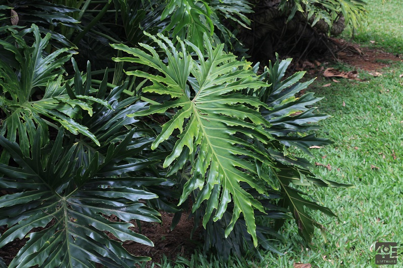 PHBI2 - 100014 - Philodendron bipinnatifidum