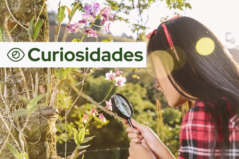 El compostaje y sus beneficios para la jardinería