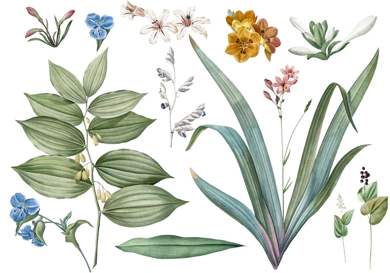 Plantas medicinales de Minas Gerais: riesgos y buenas prácticas en la cuenca del río Pandeiros